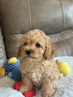 Ian, a male Cavapoo for sale in Springfield, MO – 6 of 10