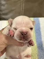 Albert, a male French Bulldog for sale in Springfield, MO – 2 of 6