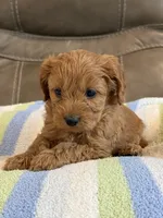 Griffin, a male Cavapoo for sale in Springfield, MO – 2 of 10