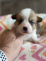 Reba, a female Pembroke Welsh Corgi for sale in Springfield, MO – Photo 3 of 5