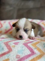 Reba, a female Pembroke Welsh Corgi for sale in Springfield, MO – Photo 2 of 5