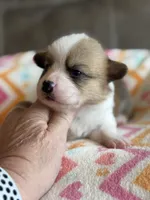 Reba, a female Pembroke Welsh Corgi for sale in Springfield, MO – Photo 5 of 5