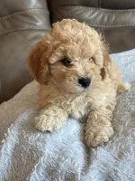 Issac, a male Cavapoo for sale in Springfield, MO – 3 of 10
