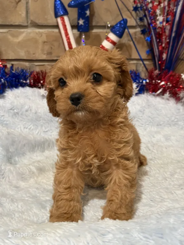 Gabby – Cavapoo puppy for sale in Springfield, MO