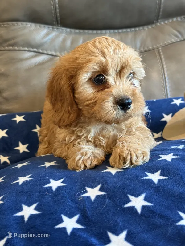 Graham – Cavapoo puppy for sale in Springfield, MO