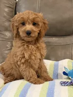 Griffin, a male Cavapoo for sale in Springfield, MO – 8 of 10
