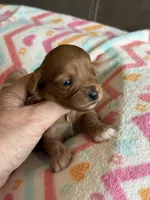 Pumpkin, a female Cavapoo for sale in Springfield, MO – Photo 6 of 6