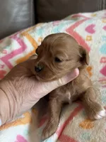 Pumpkin, a female Cavapoo for sale in Springfield, MO – Photo 2 of 6