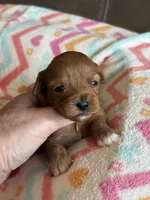 Pumpkin, a female Cavapoo for sale in Springfield, MO – Photo 5 of 6
