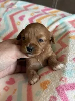 Pumpkin, a female Cavapoo for sale in Springfield, MO – Photo 4 of 6