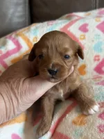 Pumpkin, a female Cavapoo for sale in Springfield, MO – Photo 1 of 6