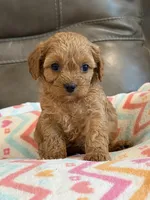 Gabby, a female Cavapoo for sale in Springfield, MO – 3 of 10