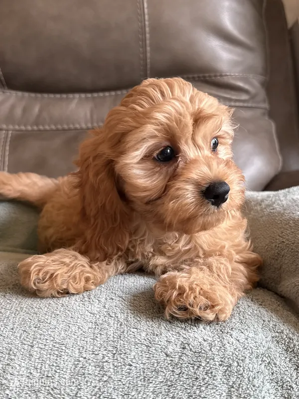 Graham – Cavapoo puppy for sale in Springfield, MO
