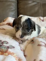 Jasmine, a female Cavapoo for sale in Springfield, MO – 4 of 6