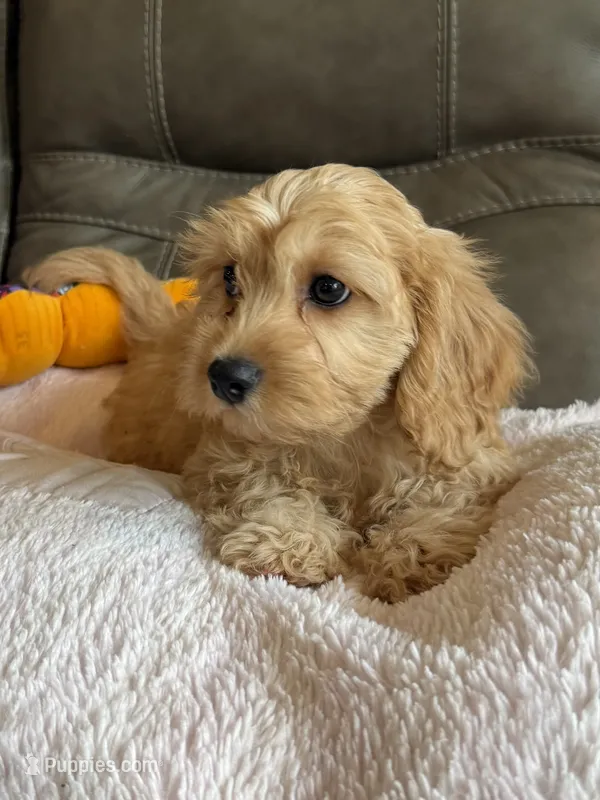 Gretta – Cavapoo puppy for sale in Springfield, MO