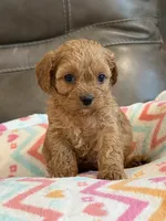 Gabby, a female Cavapoo for sale in Springfield, MO – 4 of 10