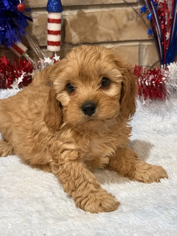Graham – Cavapoo puppy for sale in Springfield, MO