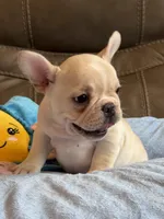 Abby, a female French Bulldog for sale in Springfield, MO – 10 of 10