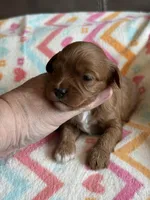 Penny, a female Cavapoo for sale in Springfield, MO – Photo 8 of 8