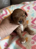 Penny, a female Cavapoo for sale in Springfield, MO – Photo 6 of 8