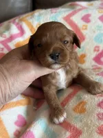 Penny, a female Cavapoo for sale in Springfield, MO – Photo 1 of 8