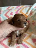 Penny, a female Cavapoo for sale in Springfield, MO – Photo 7 of 8