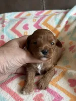 Penny, a female Cavapoo for sale in Springfield, MO – Photo 3 of 8