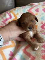 Penny, a female Cavapoo for sale in Springfield, MO – Photo 5 of 8