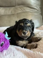 Willow, a female Cavapoo for sale in Springfield, MO – 4 of 4