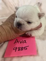 Ava, a female French Bulldog for sale in Springfield, MO – 3 of 3
