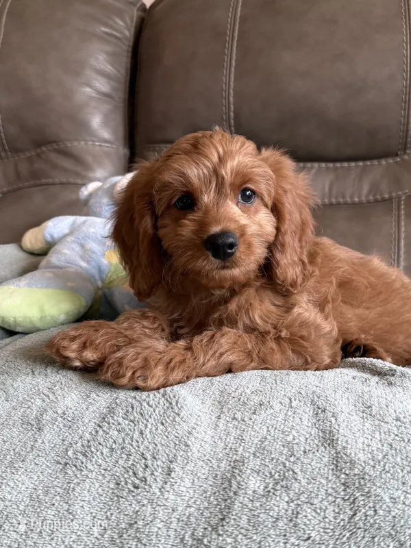 George – Cavapoo puppy for sale in Springfield, MO
