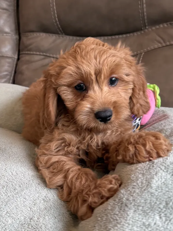 Griffin – Cavapoo puppy for sale in Springfield, MO