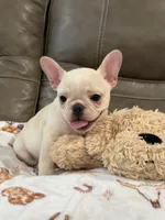Alex, a male French Bulldog for sale in Springfield, MO – 9 of 10