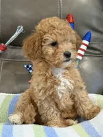 Melvin, a male Cavapoo for sale in Springfield, MO – 10 of 10