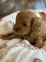 Max, a male Cavapoo for sale in Springfield, MO – 9 of 10