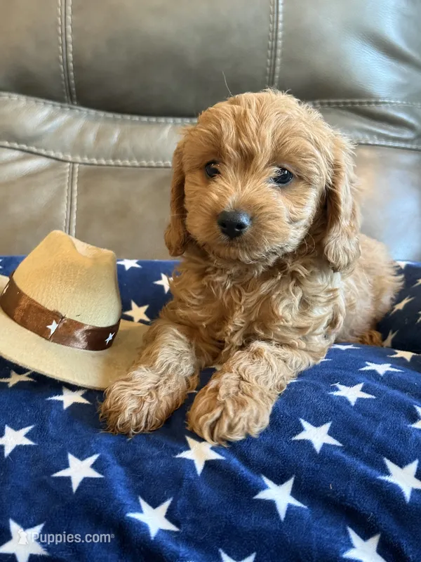 Griffin – Cavapoo puppy for sale in Springfield, MO