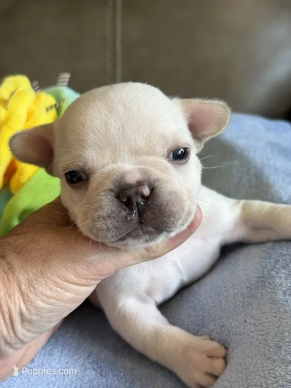 Albert – French Bulldog puppy for sale in Springfield, MO