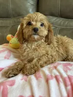 Gabby, a male Cavapoo for sale in Springfield, MO – 4 of 9