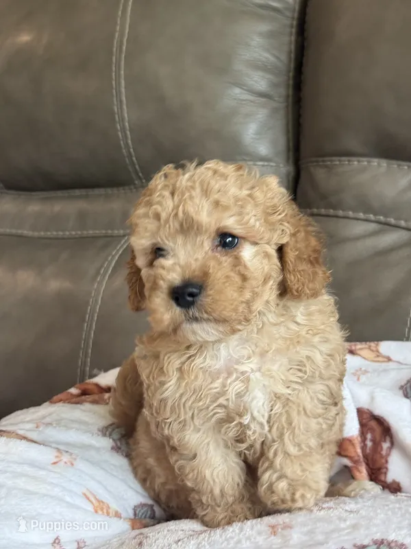 Ian – Cavapoo puppy for sale in Springfield, MO