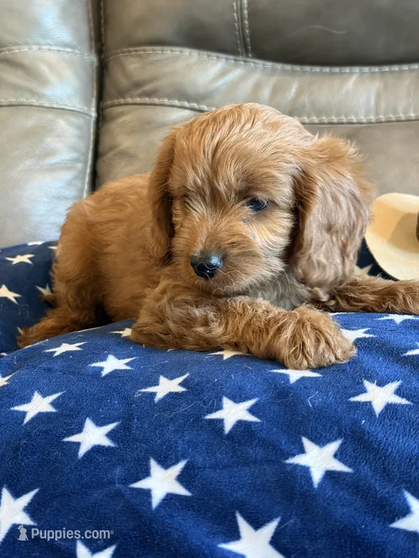 George – Cavapoo puppy for sale in Springfield, MO