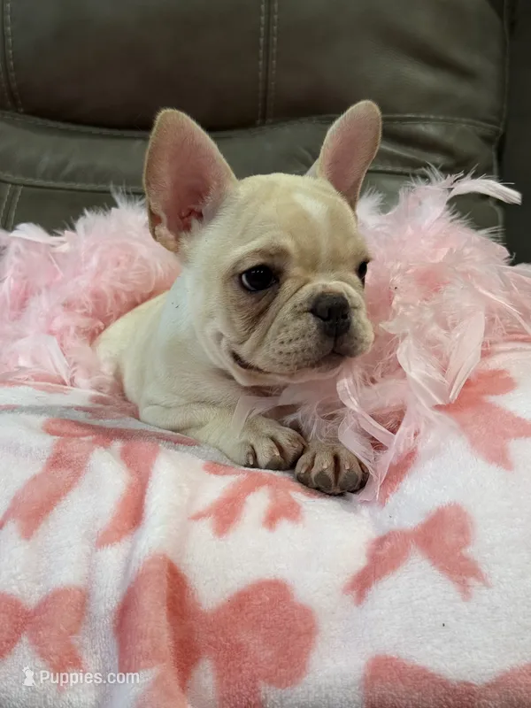 Abby – French Bulldog puppy for sale in Springfield, MO