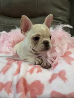 Abby, a female French Bulldog for sale in Springfield, MO – 3 of 9