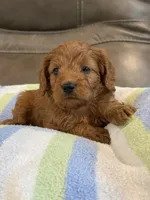 George, a male Cavapoo for sale in Springfield, MO – 8 of 10