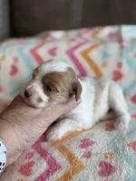 Paisley, a female Cavapoo for sale in Springfield, MO – Photo 2 of 6