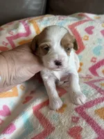 Paisley, a female Cavapoo for sale in Springfield, MO – Photo 1 of 6