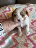 Paisley, a female Cavapoo for sale in Springfield, MO – Photo 6 of 6