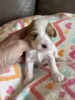 Paisley, a female Cavapoo for sale in Springfield, MO – Photo 3 of 6