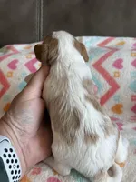 Paisley, a female Cavapoo for sale in Springfield, MO – Photo 4 of 6