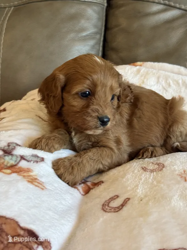 Sebastian – Cavapoo puppy for sale in Springfield, MO