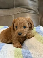 Griffin, a male Cavapoo for sale in Springfield, MO – 1 of 10